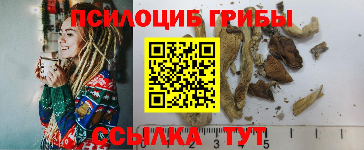 Псилоцибиновые грибы Psilocybine cubensis  магазин продажи наркотиков  Тайшет  Вход с VPN 